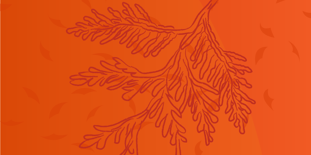 Illustrated cedar leaves on an orange background