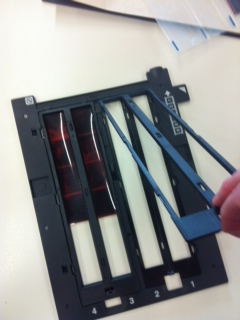 an illustration of how to place negatives in a negative film holder 