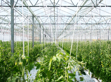 green plants growing inside a greenhouse