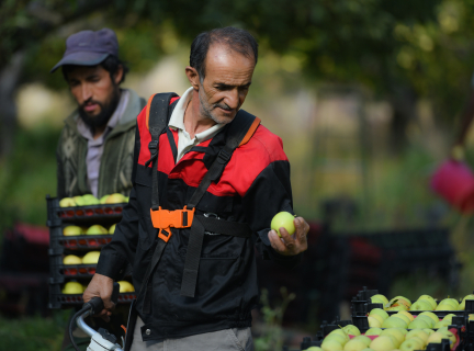 A man inspects a green apple while standing next to several trays apples, and in front of another man who is carrying a tray of green apples