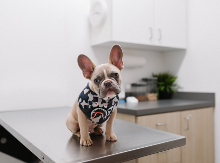 a french bulldog wearing a vest is sitting on a veterinarian's examination table