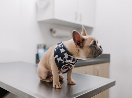 white french bulldog wearing blue and white polka dot shirt