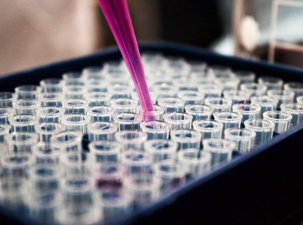 close-up of a purple pipette filling a series of test tubes in a laboratory